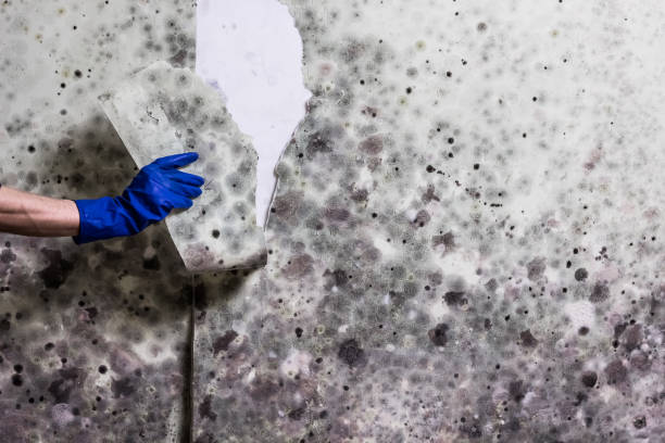 Best Basement Mold Remediation in Thousand Oaks, CA