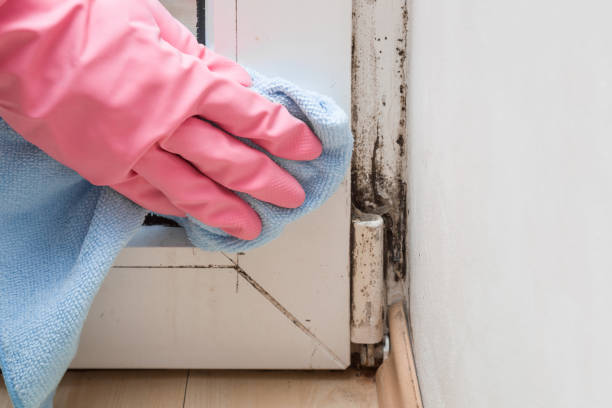 Best Post-Flood Mold Remediation in Thousand Oaks, CA